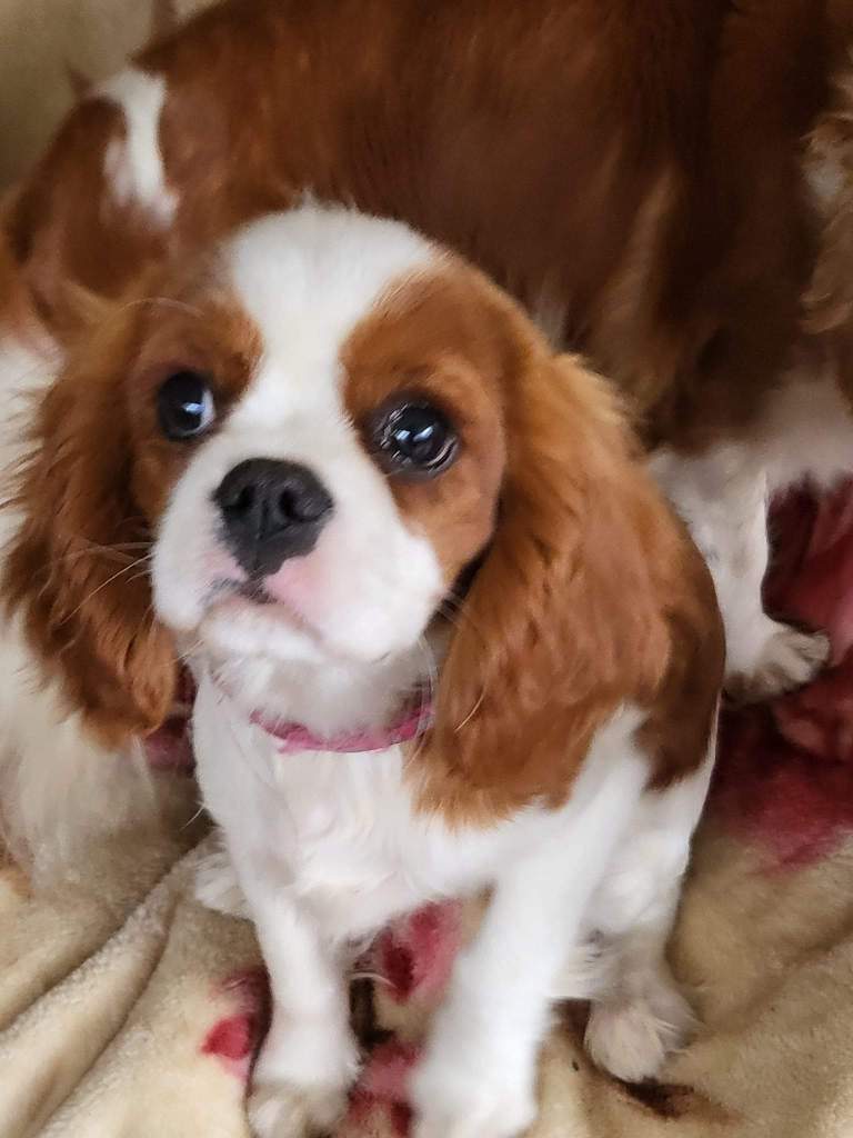 Blenheim boy 3 months