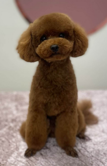 Red Toy Poodle Puppies Cocobo Paws 4 Life